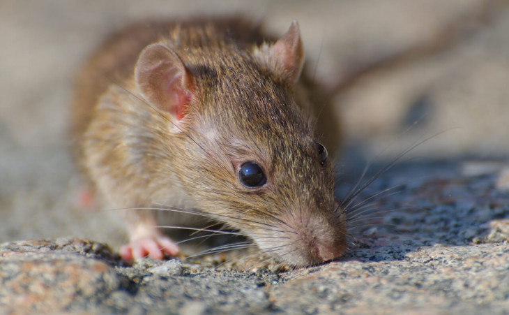 Lassa Fever Outbreak in Nigeria